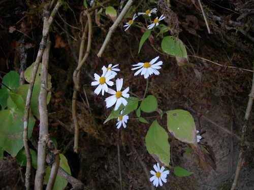 Image of Montanoa Atriplicifolia (Montanoa atriplicifolia) by (c) Neptalí Ramírez Marcial, some rights reserved (CC BY)
