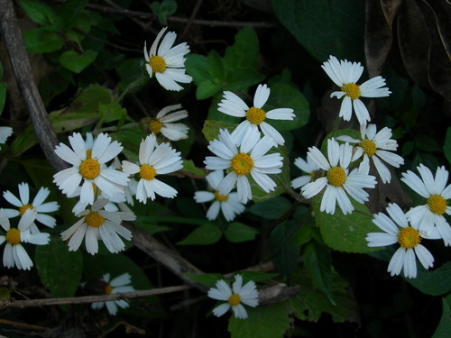 Image of Montanoa Atriplicifolia (Montanoa atriplicifolia) by (c) Neptalí Ramírez Marcial, some rights reserved (CC BY)