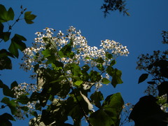 Montanoa leucantha