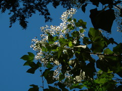 Montanoa leucantha