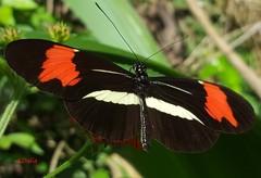 Heliconius besckei