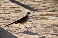 Coua ruficeps olivaceiceps