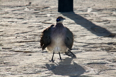 Coua ruficeps olivaceiceps