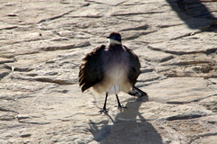 Coua ruficeps olivaceiceps