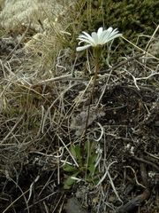 Brachyscome longiscapa