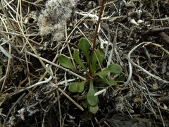 Brachyscome longiscapa