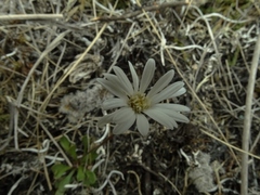 Brachyscome longiscapa