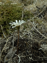 Brachyscome longiscapa