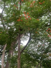 Delonix regia image