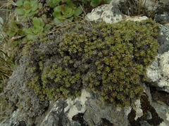 Veronica ciliolata fiordensis