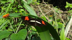 Heliconius besckei