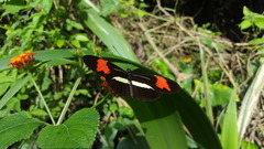 Heliconius besckei