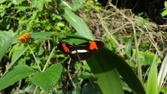 Heliconius besckei