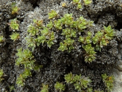 Veronica ciliolata fiordensis