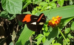 Heliconius besckei