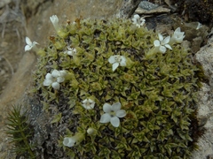 Veronica ciliolata fiordensis