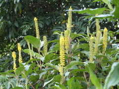Abatia parviflora