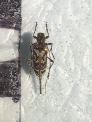 Neoeutrypanus decorus