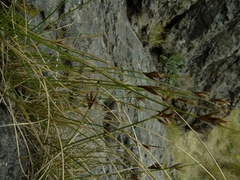 Carex acicularis