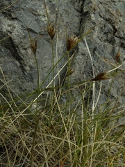 Carex acicularis