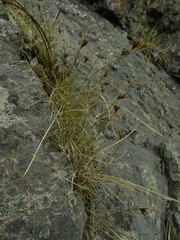 Carex acicularis