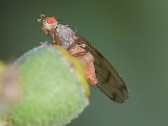 Palloptera scutellata