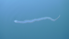 Phyllodocida