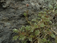 Acaena profundeincisa