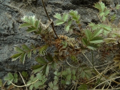 Acaena profundeincisa