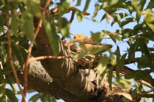 Western Olivaceous Warbler (Iduna opaca), photo 8