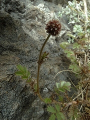 Acaena profundeincisa