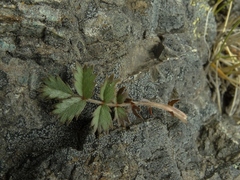 Acaena profundeincisa