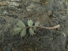 Acaena profundeincisa