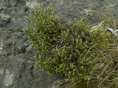 Helichrysum intermedium