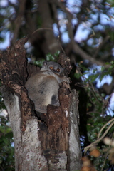 Lepilemur randrianasoloi
