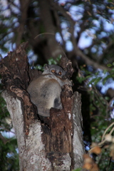 Lepilemur randrianasoloi