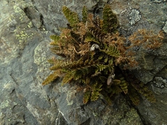 Anisotome flexuosa