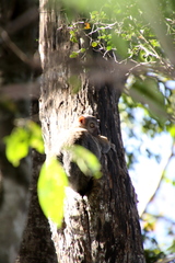 Lepilemur randrianasoloi