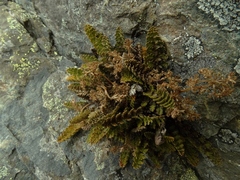 Anisotome flexuosa