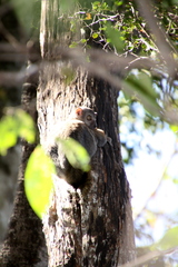 Lepilemur randrianasoloi