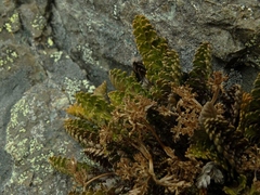 Anisotome flexuosa