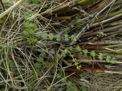 Anisotome aromatica flabellifolia