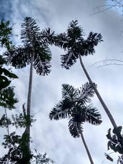 Socratea exorrhiza
