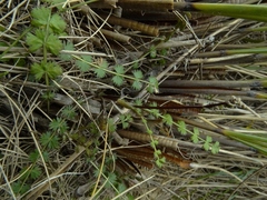 Anisotome aromatica flabellifolia