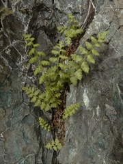 Cystopteris tasmanica
