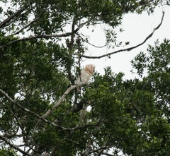 Cacatua moluccensis