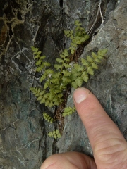 Cystopteris tasmanica