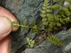 Cystopteris tasmanica