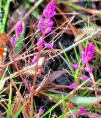 Polygala glochidiata