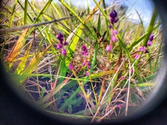 Polygala glochidiata